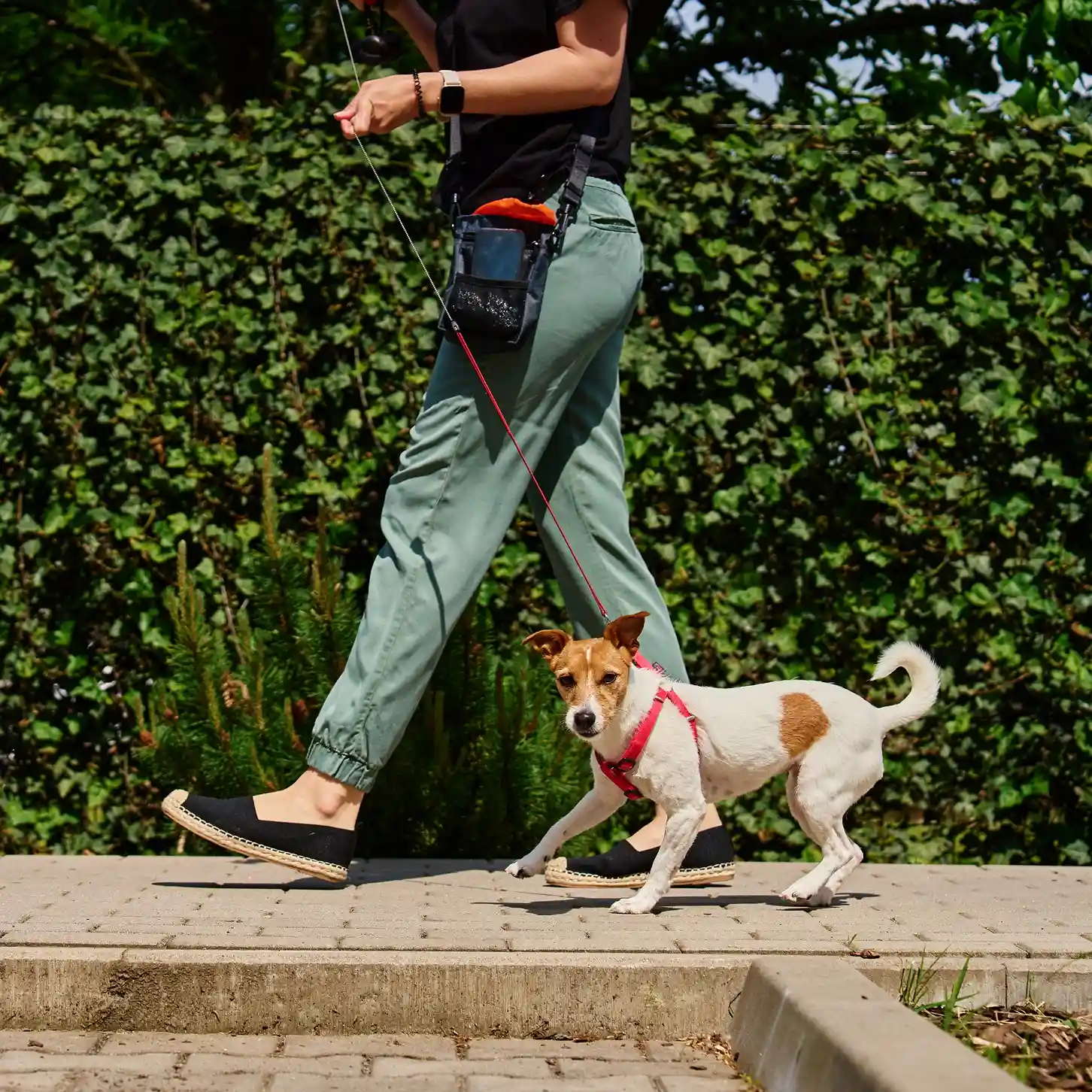 Dog on a red leash being walked by their owner.